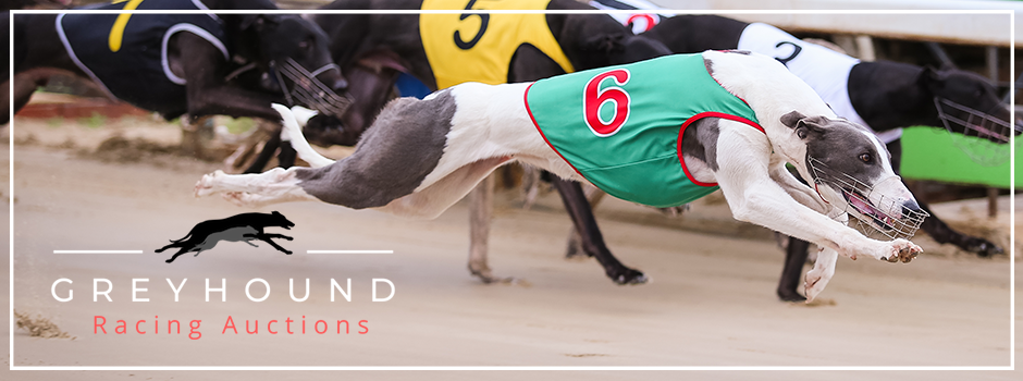 Greyhound Racing Auctions